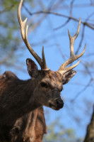 Cerf avec des grands bois 