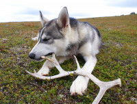 Husky mordant un bois de cerf dans une prairie