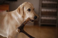 Labrador tenant un bois de cerf dans sa gueule