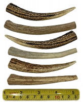 Différents bois de cerf de la même taille