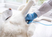 Un vétérinaire ausculte un chien blanc