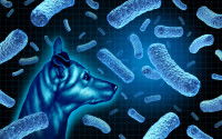 Schéma de la bactérie Brucella à l'origine de la brucellose canine