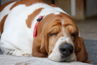 Un chien Basset Hound malade dort sur le lit