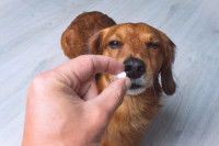 Un homme donne un médicament à un chien