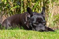 Un Bouledogue Français noir malade allongé dans l'herbe