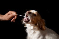 Un homme réalise un test salivaire pour son chien