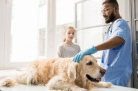 Un homme avec des gants s'occupe d'un Golden Retriever malade