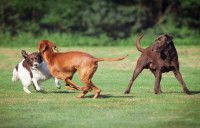 Trois chiens jouent ensemble dans un parc