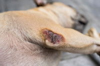 Un Bouledogue Français avec une inflammation sur le coude