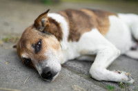 Un chien blessé est couché sur le sol
