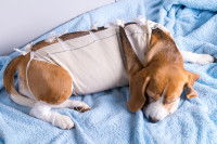 Un Beagle avec un gros pansement sur le corps est allongé sur le lit
