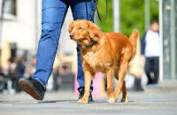 Un chien lors d'une promenade en ville en plein soleil