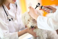 Les dépenses vétérinaires curatives