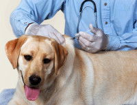 Le budget lié à la vaccination du chien