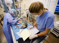 Maîtriser le budget santé de son chien grâce à une assurance