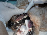 Le budget lié au détartrage des dents du chien