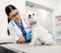 Le budget lié aux visites de routine chez le vétérinaire