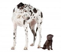 Le budget santé selon la taille du chien