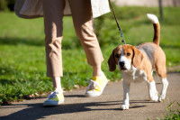 Un chien Beagle en promenade avec sa maîtresse dans un parc
