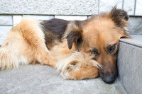 Un chien fatigué à cause de la chaleur est allongé sur le sol