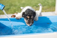 Comment rafraîchir un chien pendant une canicule ?