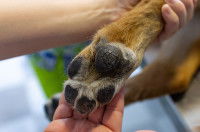 Une femme examine les coussinets de son chien