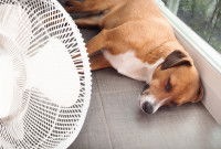 Un chien épuisé par la chaleur couché devant un ventilateur