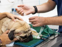 En cas d'atteinte pulmonaire, une intubation est nécessaire