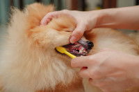 Un homme brosse les dents d'un Pomeranian