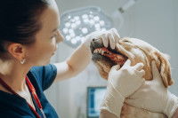 Une vétérinaire examinant les dents d'un chien