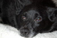 Un Schipperke allongé sur le sol atteint de la cataracte aux deux yeux