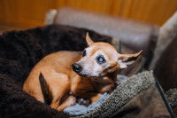 Un Chihuahua avec une cataracte est couché dans son panier