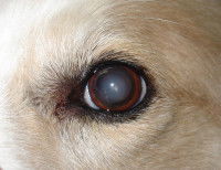 La cause de la cataracte chez le chien