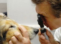 Le diagnostic de la cataracte chez le chien