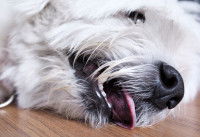 Un petit chien épileptique couché sur le sol