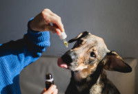 Un homme donne de l'huile de CBD à son chien