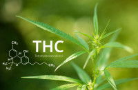 Un plant de cannabis avec une molécule de THC