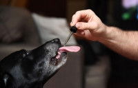 Un homme donne des gouttes d'huile de CBD à son chien