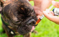 Une femme donne du CBD à un Bouledogue Français avec une pipette
