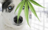 Husky contemplant une feuille de cannabis