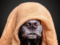 Un chien aveugle avec une serviette sur la tête