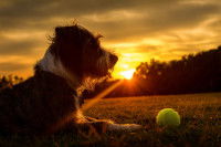 Un vieux chien dans le jardin au coucher du soleil