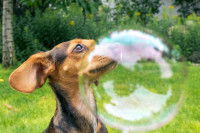 Un chien observe une bulle de savon sur le côté
