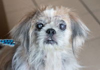 Un vieux chien aveugle