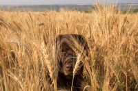 Un gros chien dans un champ d'épillet