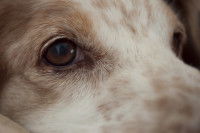 Vue de près des yeux d'un chien