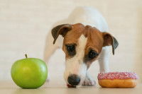Un Jack Russel renifle une pomme et un gâteau sucré