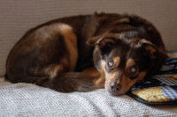 Un gros chien aveugle allongé sur un lit