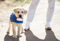 Un chiot aveugle marche en laisse avec son maître