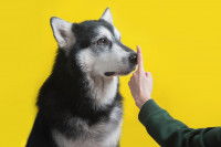 Un homme passe son doigt devant les yeux d'un Husky